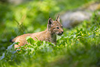 european lynx