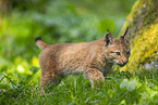 european lynx