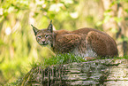 european lynx