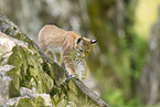 european lynx