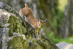 european lynx