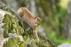 european lynx