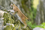 european lynx
