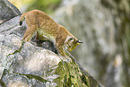 european lynx