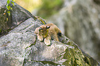 european lynx