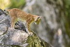 european lynx