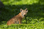 european lynx