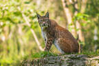 european lynx
