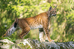 european lynx