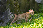 european lynx