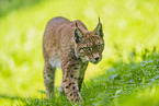 european lynx