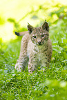 european lynx