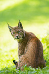 european lynx
