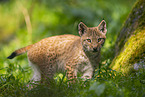 european lynx