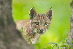 european lynx