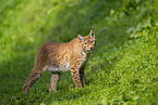 european lynx