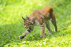 european lynx