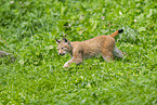 european lynx