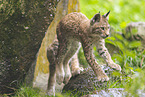 european lynx