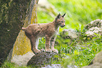 european lynx
