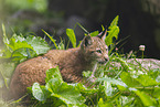 european lynx