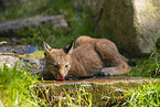 european lynx