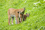 european lynx