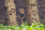european lynx