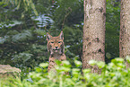 european lynx