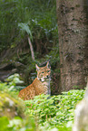 european lynx