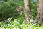 european lynx