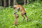 european lynx