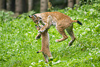 european lynx