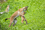european lynx