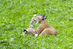 european lynx