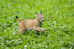 european lynx