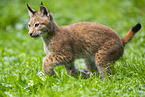 european lynx