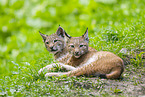 european lynx