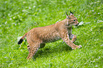 european lynx