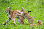 european lynx