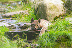 european lynx