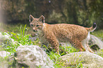 european lynx
