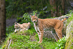european lynx
