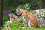 european lynx