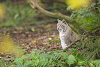 Lynx
