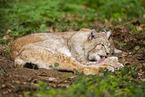 Lynx