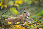 Lynx