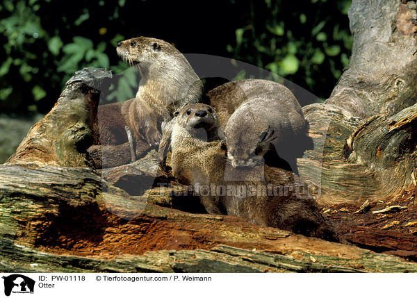 Fischotter / Otter / PW-01118