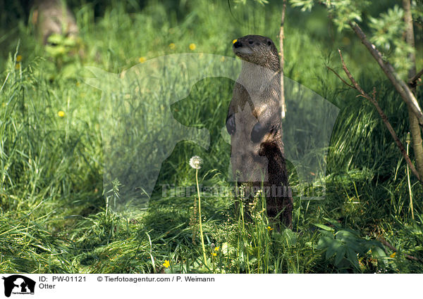 Fischotter / Otter / PW-01121
