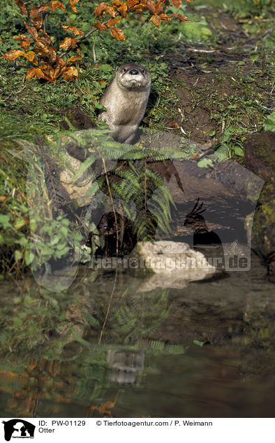 Fischotter / Otter / PW-01129